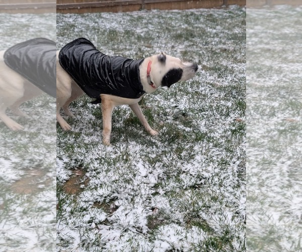 Medium Photo #3 Mutt Puppy For Sale in Holly Springs, NC, USA