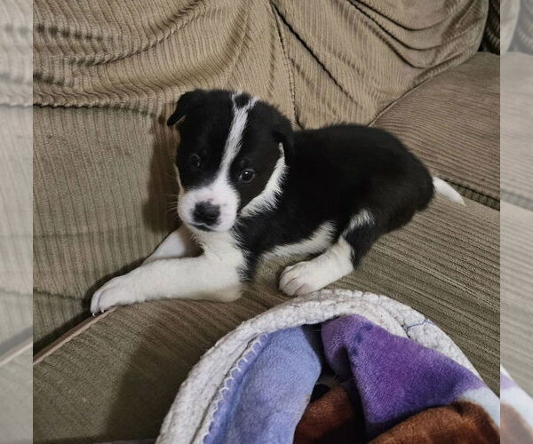 Medium Photo #3 Great Pyrenees-Unknown Mix Puppy For Sale in OKLAHOMA CITY, OK, USA