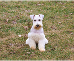 Small #4 Schnauzer (Miniature)