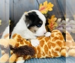 Small Photo #5 Miniature Australian Shepherd Puppy For Sale in ANTHONY, FL, USA