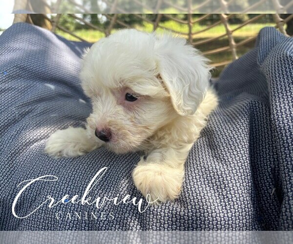 Medium Photo #2 Havachon Puppy For Sale in NIANGUA, MO, USA