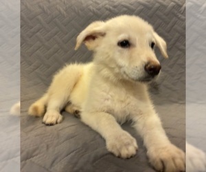 German Shepherd Dog Puppy for Sale in LOGAN, Ohio USA