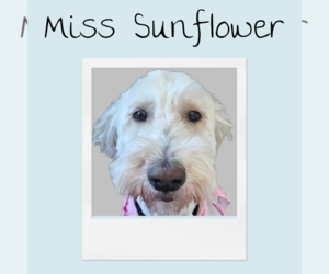 Poodle (Standard)-Unknown Mix Dogs for adoption in Farmington, MN, USA