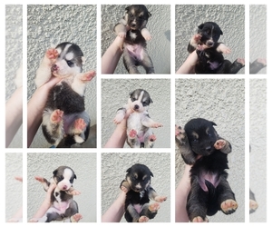 Mutt Puppy for sale in LOS BANOS, CA, USA