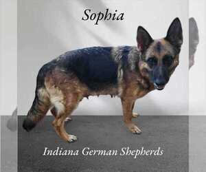 Mother of the German Shepherd Dog puppies born on 03/19/2024