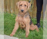 Small #3 Airedale Terrier