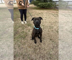 Kodiak - Male Mutt Dog for Adoption - Photo #2