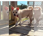 Small #1 Chihuahua Mix