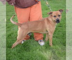 Small #1 American Staffordshire Terrier-Rhodesian Ridgeback Mix