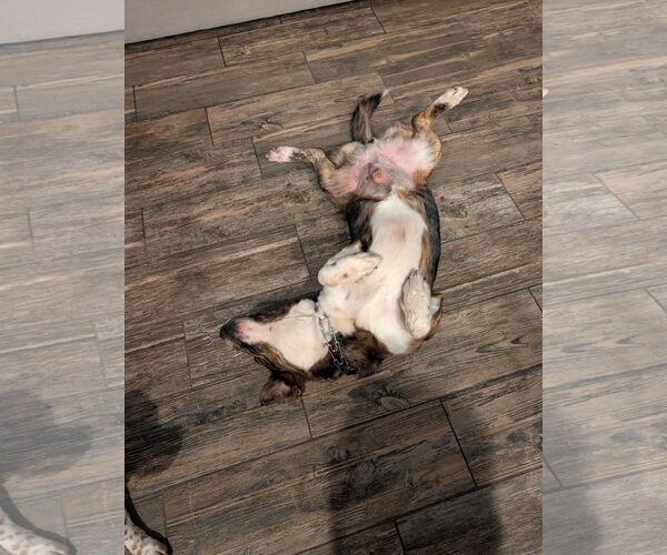 Medium Photo #4 Beagle Puppy For Sale in Tampa, FL, USA