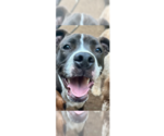 Small #25 American Pit Bull Terrier-Beagle Mix