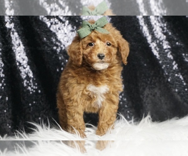 Medium Photo #87 Poodle (Toy) Puppy For Sale in WARSAW, IN, USA