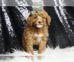 Small #4 Poodle (Toy)