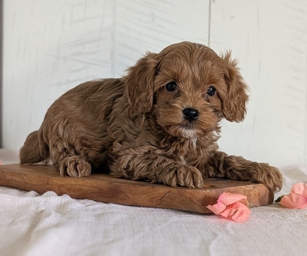 Medium Photo #51 Cavapoo (Miniature) Puppy For Sale in GOSHEN, IN, USA
