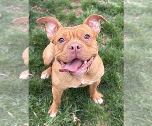 Mutt Dogs for adoption in Jefferson, WI, USA