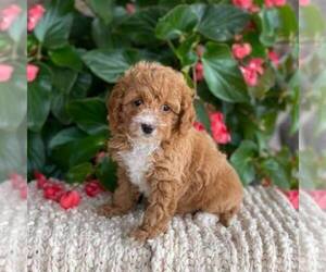Cavapoo Puppy for sale in MIDDLESEX, NY, USA