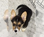 Puppy Ike Pembroke Welsh Corgi