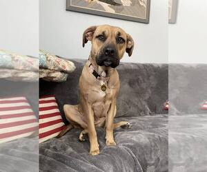 Mastador Dogs for adoption in Mouth Of Wilson, VA, USA