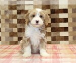 Jack - Male Bernedoodle (Miniature)-Cavapoo (Miniature) Mix Puppy for Sale - Photo #3