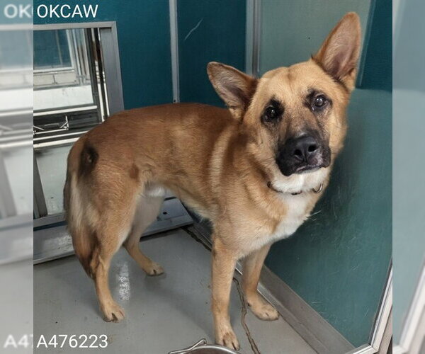 Medium Photo #1 German Shepherd Dog-Unknown Mix Puppy For Sale in Oklahoma City, OK, USA