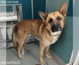 German Shepherd Dog-Unknown Mix Dogs for adoption in Oklahoma City, OK, USA