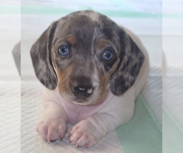 Medium Photo #1 Dachshund Puppy For Sale in NEWARK, DE, USA