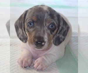 Dachshund Puppy for sale in NEWARK, DE, USA