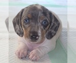 Small Dachshund