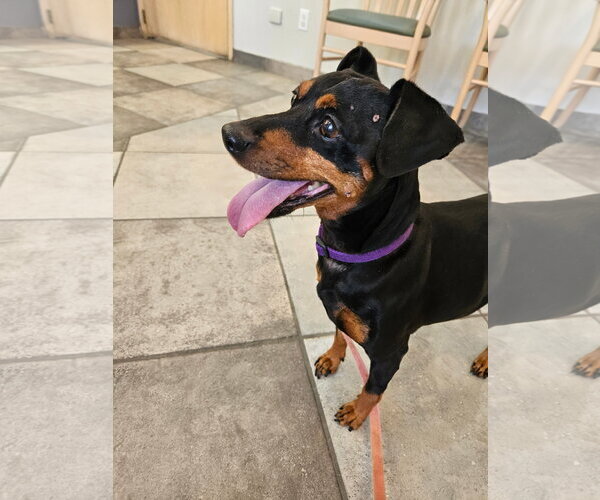 Medium Photo #2 Doxie-Pin Puppy For Sale in Euless, TX, USA