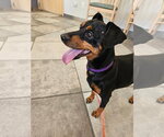 Small #1 Doxie-Pin