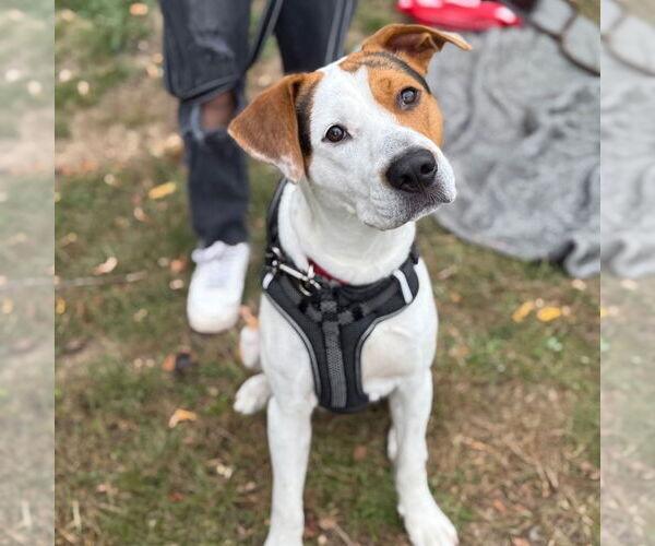Medium Photo #15 Treeing Walker Coonhound-Unknown Mix Puppy For Sale in Canton, CT, USA
