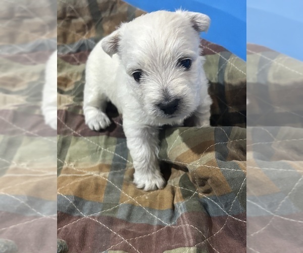 Medium Photo #1 West Highland White Terrier Puppy For Sale in VILLE PLATTE, LA, USA