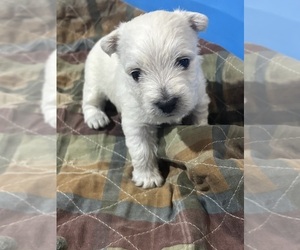 West Highland White Terrier Puppy for sale in VILLE PLATTE, LA, USA