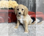 Small Photo #2 Cavalier King Charles Spaniel-Poovanese Mix Puppy For Sale in CANOGA, NY, USA