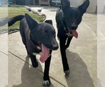 Small #5 Australian Kelpie-Labrador Retriever Mix