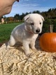 Small Photo #2 German Shepherd Dog Puppy For Sale in COVINGTON, WA, USA