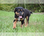 Small #5 Miniature Australian Shepherd
