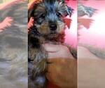 Small Photo #13 Yorkshire Terrier Puppy For Sale in ARLINGTON, TX, USA