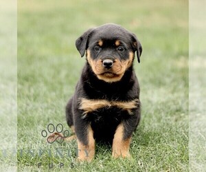 Rottweiler Puppy for sale in CHRISTIANA, PA, USA