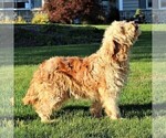 Small Photo #1 Goldendoodle-Poodle (Standard) Mix Puppy For Sale in LEOLA, PA, USA