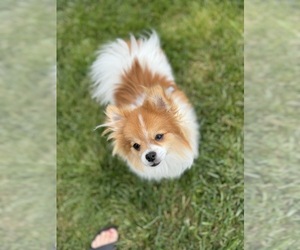 Pomeranian Puppy for sale in LEES SUMMIT, MO, USA