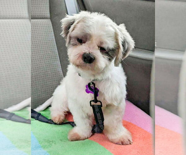 Medium Photo #4 Shih Tzu-Unknown Mix Puppy For Sale in Corona, CA, USA