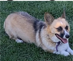 Mother of the Pembroke Welsh Corgi puppies born on 07/19/2023