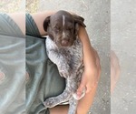 Small Photo #44 Pointer Puppy For Sale in SACRAMENTO, CA, USA