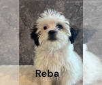 Puppy REBA Zuchon