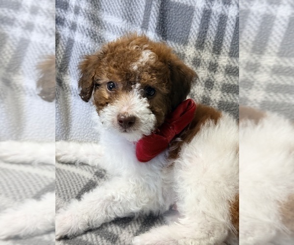 Medium Photo #12 Pom-A-Poo Puppy For Sale in OWINGS, MD, USA