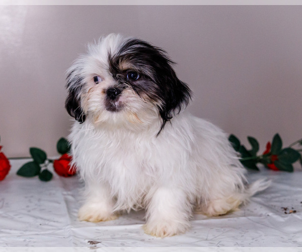 Medium Photo #7 Shih Tzu Puppy For Sale in WAKARUSA, IN, USA