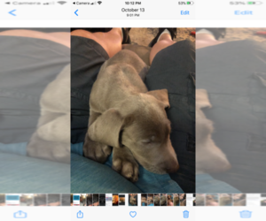 Labrador Retriever Puppy for sale in W MILLGROVE, OH, USA