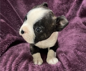 Medium Boston Terrier