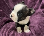Puppy Willow Boston Terrier